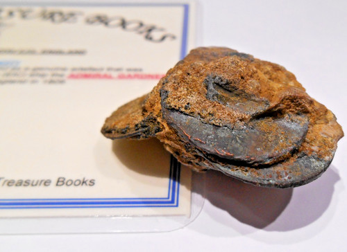 Treasure copper coin - coin, clump