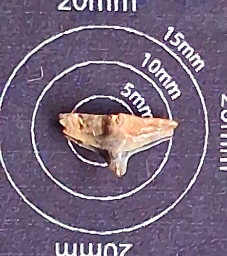Squatina prima angel shark - prima,