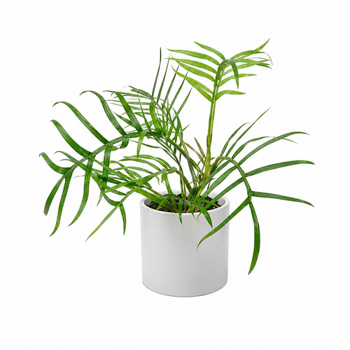 Philodendron tortum - tortum, x