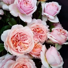 PRE ORDER - LINDA - Pale Pink Floribunda Rose - Bareroot