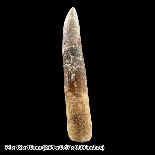 Plesiosaur fossil tooth - plesiosaur,
