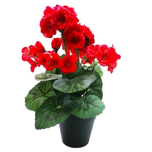 Artificial geranium plants - plants, in
