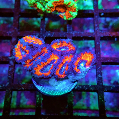 Wysiwyg acan lord coral - acan,