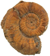 Dogger Grossouvria dilatata ammonite real large gold snail Utzing 4606