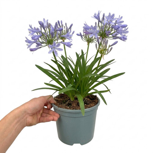 Large plant agapanthus - large,