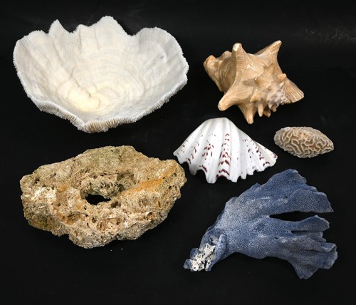 Vintage natural dead - 6-pc,