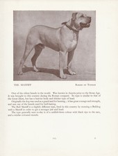 MASTIFF OLD VINTAGE 1934 NAMED DOG PRINT PAGE 