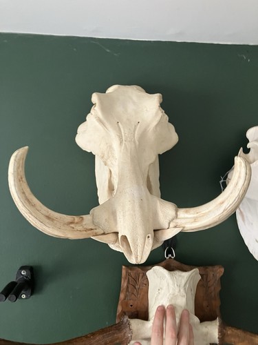 Nice warthog with - nice, tusks