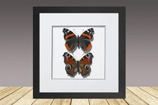 🦋 Red Admiral & Peacock Duo