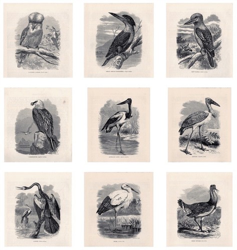 Bird antique prints - bird,