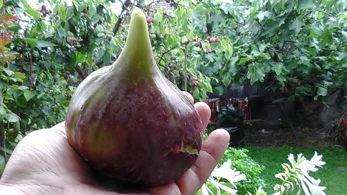 Fig tree from cyprus - fig,