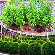 1-40 Common Box Hedging Plant