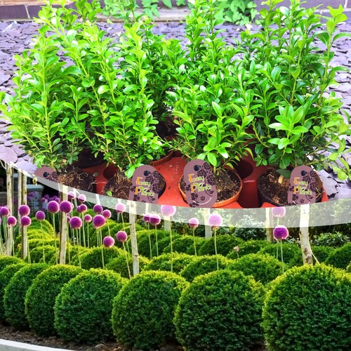 Common box hedging plant - 1-40,