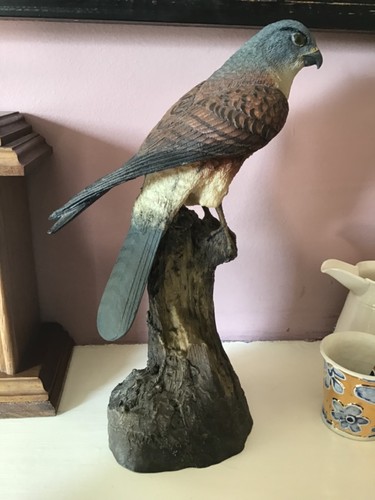 Vintage falcon hawk bird - bird, of