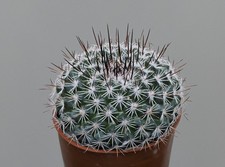 Mammillaria lindsayi - Cactus / Succulent