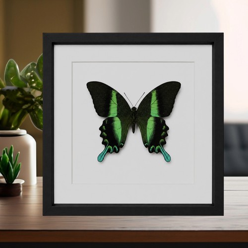 Framed peacock swallowtail - framed,