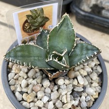  Agave Titanota Juggernaut