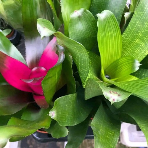 Bromeliad - (neoregelia, sp.)