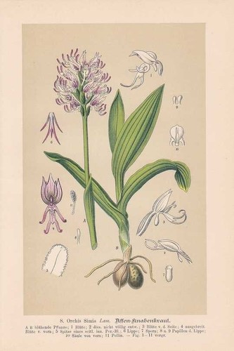 Orchis simia monkey orchid - -,