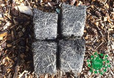 Cascade Hop Plant - US Hop - 9cm & 1 Litre Pots - female - Single-Plant Passport