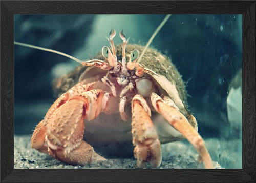 Crabs life framed wall - life, art