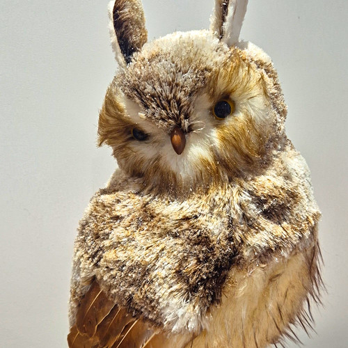 Mrs alice extra - extra, feather