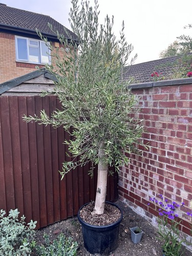 Mature olive tree olea - olive,