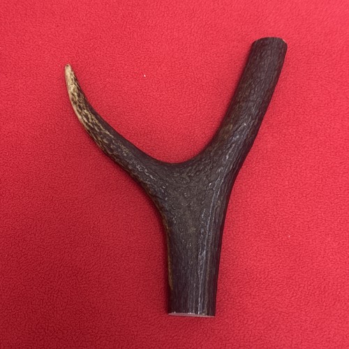 One piece deer antler - piece, antler,