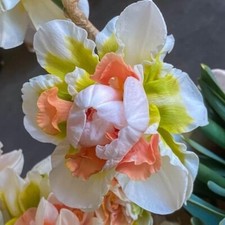 Replete Double Daffodil Bulbs