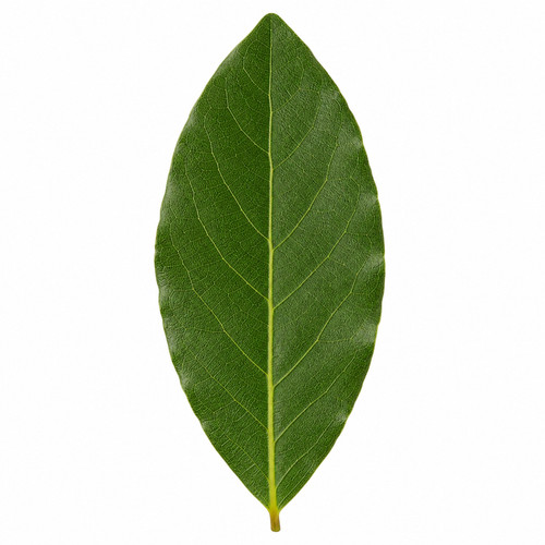 Standard bay tree 110 119cm - 110-119cm, 5l