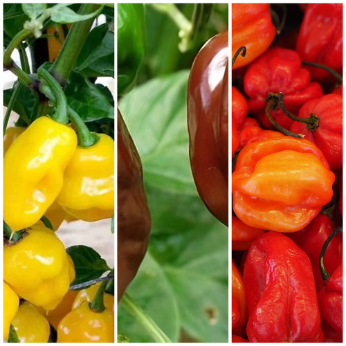 Habanero chilli vegetable - vegetable, seed