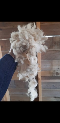 Fresh natural sheeps - natural, wool