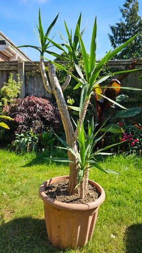 Large healthy 4 ft 3 - 4,
