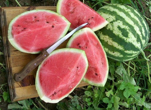 Watermelon crimson sweet - watermelon,