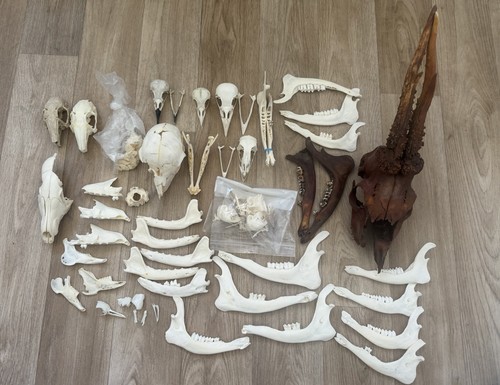 Skull bone bundle - bundle, roe