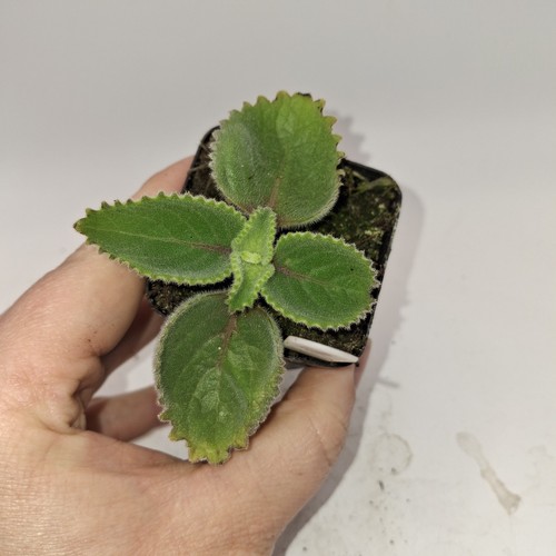 Cuban oregano herb plant - oregano,