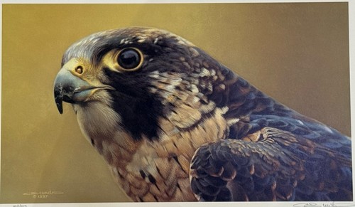 Carl brenders peregrine - carl,