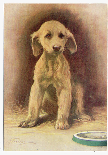 Afghan hound puppy - dog, 1930's