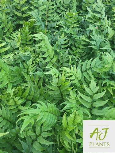 Cyrtomium fortunei fortunes - cyrtomium,