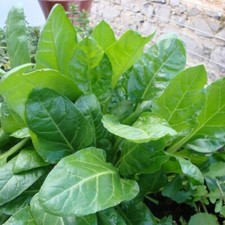 Spinach perpetual plug - 6,