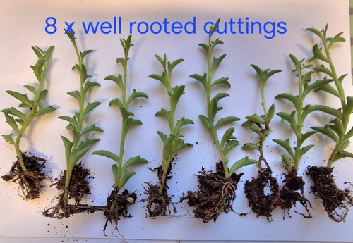 Senecio peregrinus string - peregrinus,