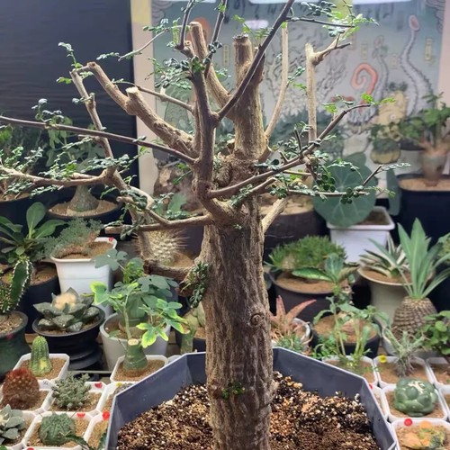 Rare live house plant - rare,