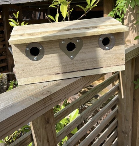 Sparrow nest bird box - sparrow,