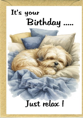 Lhasa apso dog - lhasa,