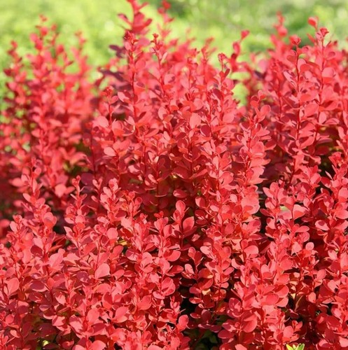 Berberis thunbergii orange - 3, x