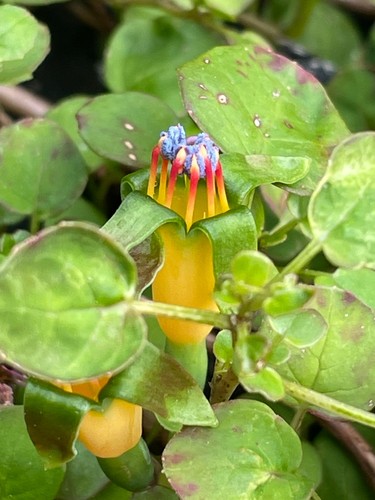 Fuchsia procumbens
