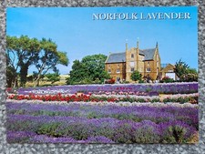 HEACHAM. NORFOLK LAVENDER, NORFOLK POSTCARD