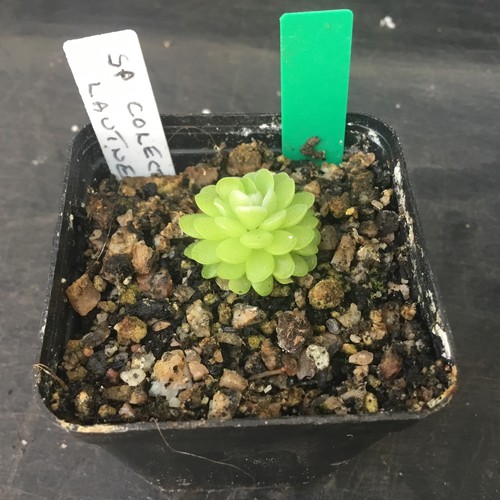 Pinguicula coll lautner - pinguicula,