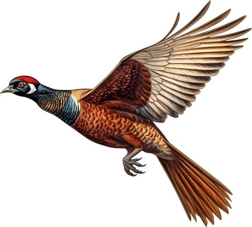 Colourful flying ring necked - colourful,