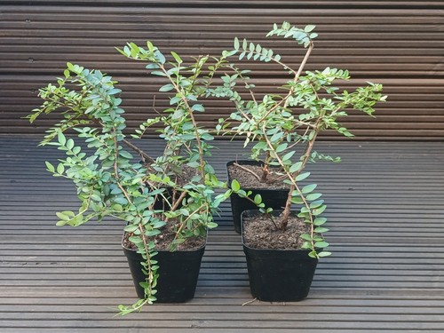 Lonicera nitida hedging box - lonicera,